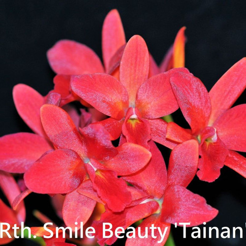 Rth. Smile Beauty 'Tainan' - 50mm