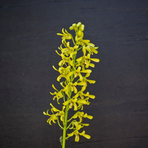 Den. sylvanum f. flavum x helix (Green/Gold) - 50mm