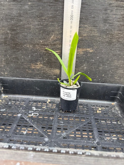Encyclia cordigera var. rosea - 50mm