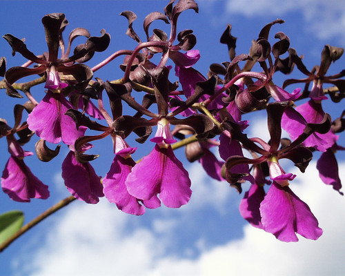 Encyclia cordigera var. rosea - 50mm