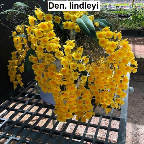 Den. lindleyi - 50mm