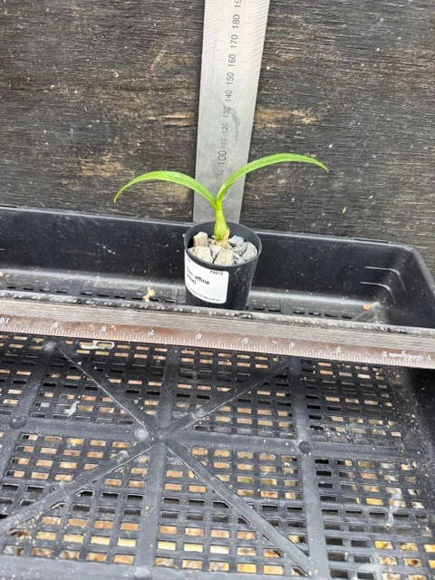 Den. affine alba - 50mm