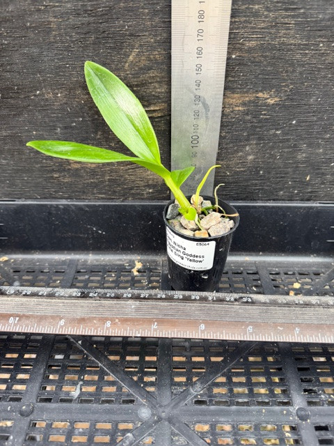 Den. Nicha Egyptian Goddess x Hai Sing 'Yellow' - 50mm