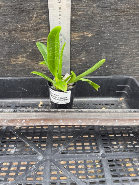 Den. Nicha Egyptian Goddess x Nicha Maine Coon - 50mm