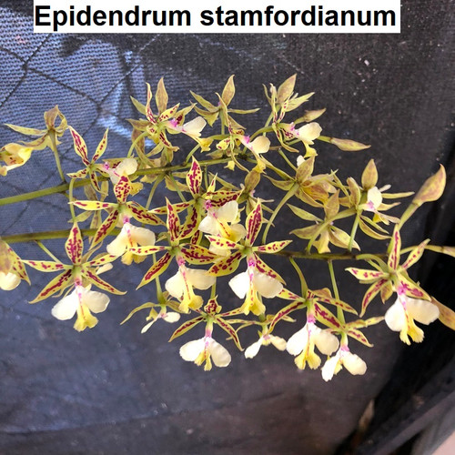 Epidendrum stamfordianum - 50mm