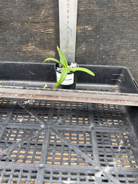 Vanvanda Ladda - 50mm