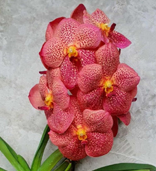 Vanda Dermbang Diamond - 50mm