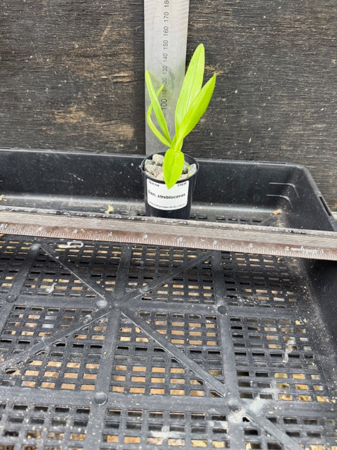 Den. strebloceras - 50mm