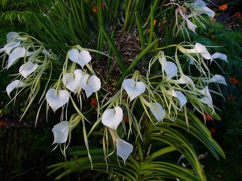 Brassavola nodosa - 50mm