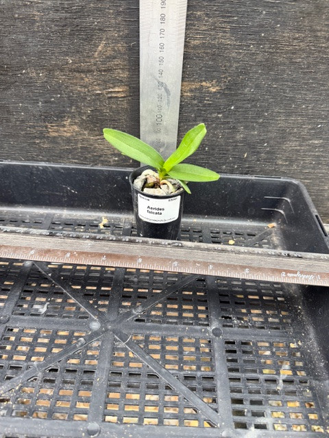 Aerides falcata - 50mm