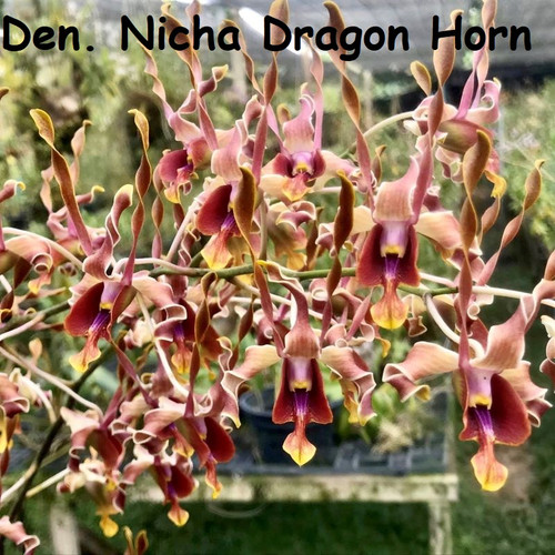 Den. Nicha Dragon Horn x Nicha Maine Coon - 50mm