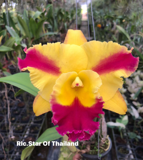 Rlc. Star of Thailand - 50mm