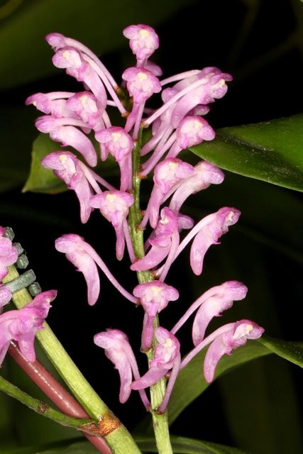 Aerides rubescens- 50mm