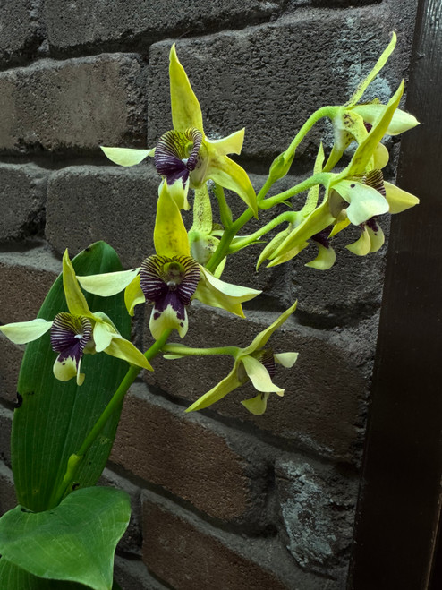 Den. shiraishii - 50mm