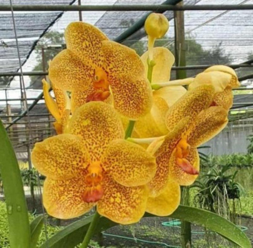 Vanda (Arunee's Honey Moon x Suksamran Spots) - 50mm