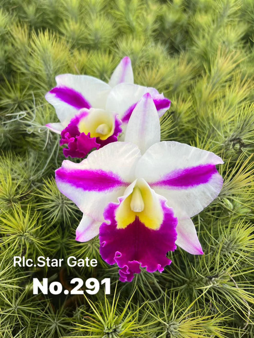 Rlc. Star Gate 'No. 291' - 50mm