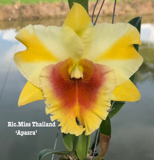 Rlc. Miss Thailand 'Apasra' - 50mm