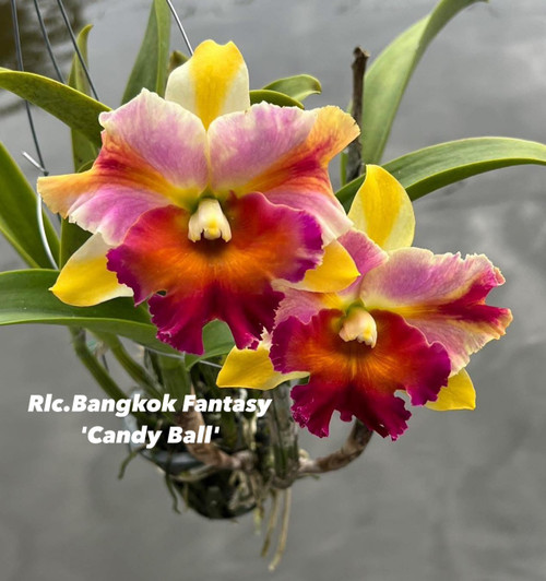 Rlc. Bangkok Fantasy 'Candy Ball' - 50mm