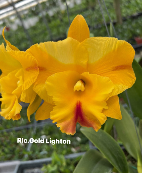 Rlc. Gold Lighton  - 50mm