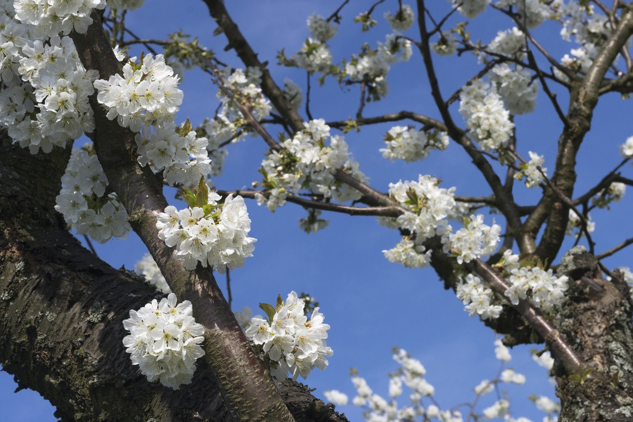 7 Wild Cherry Trees 34ft Stunning Blossom, Edible Cherries & Wild Bird