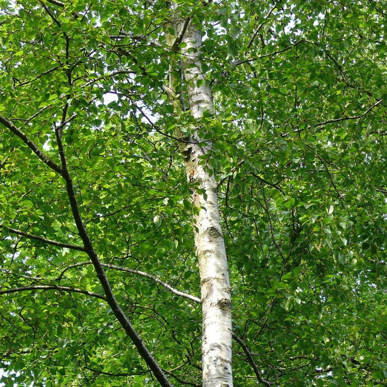 3 Silver Birch 4-5ft Stunning Mature Specimen Trees, Betula