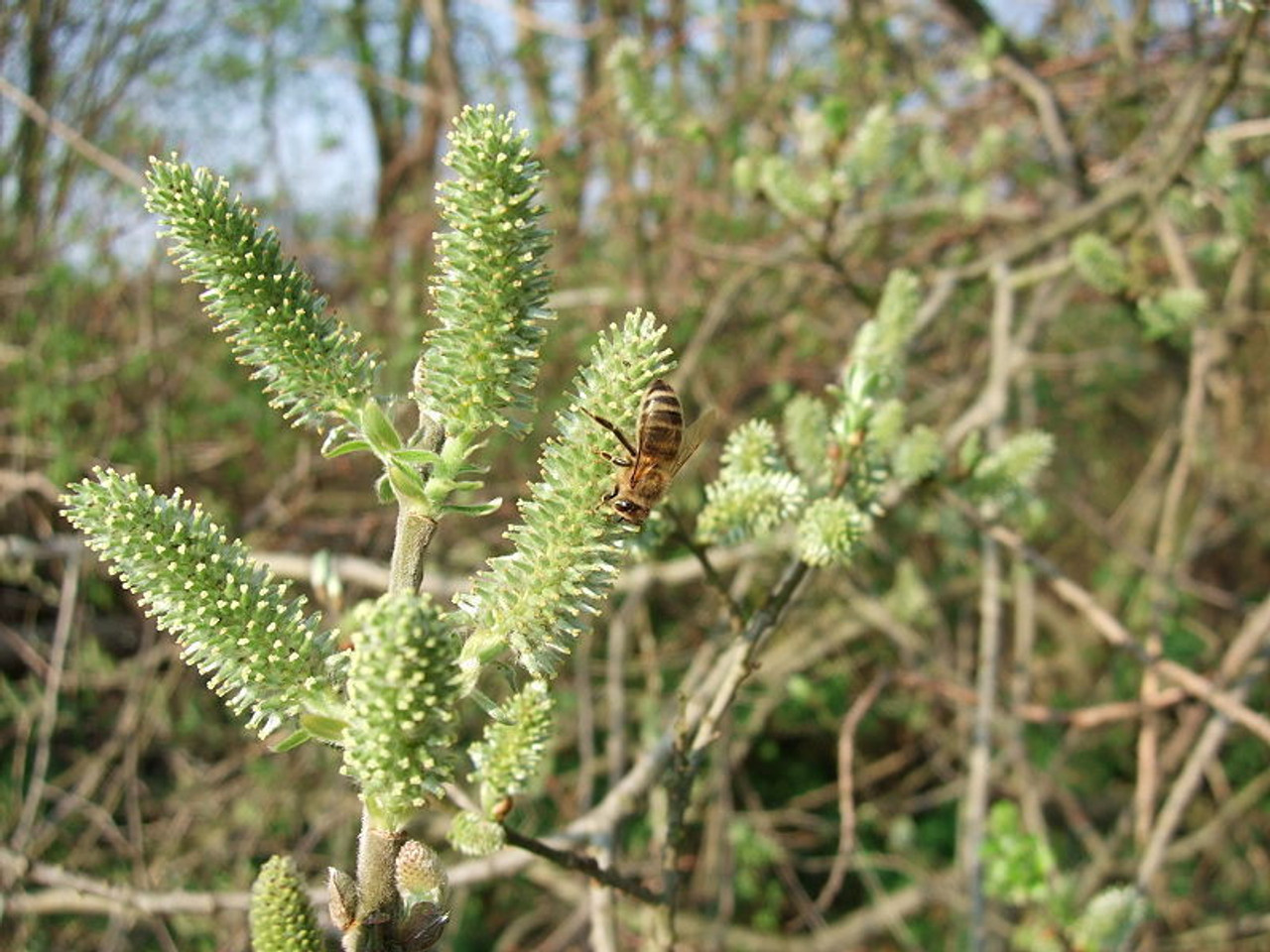 grey willow tree