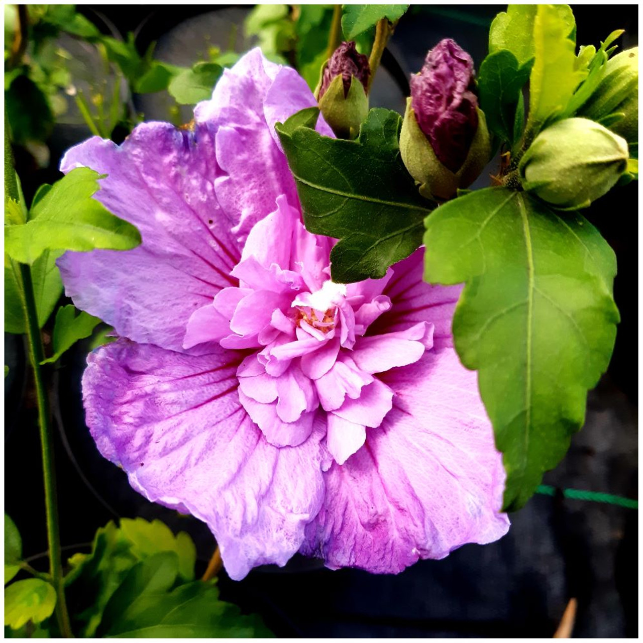 Hibiscus syriacus 'Pink Chiffon' plants