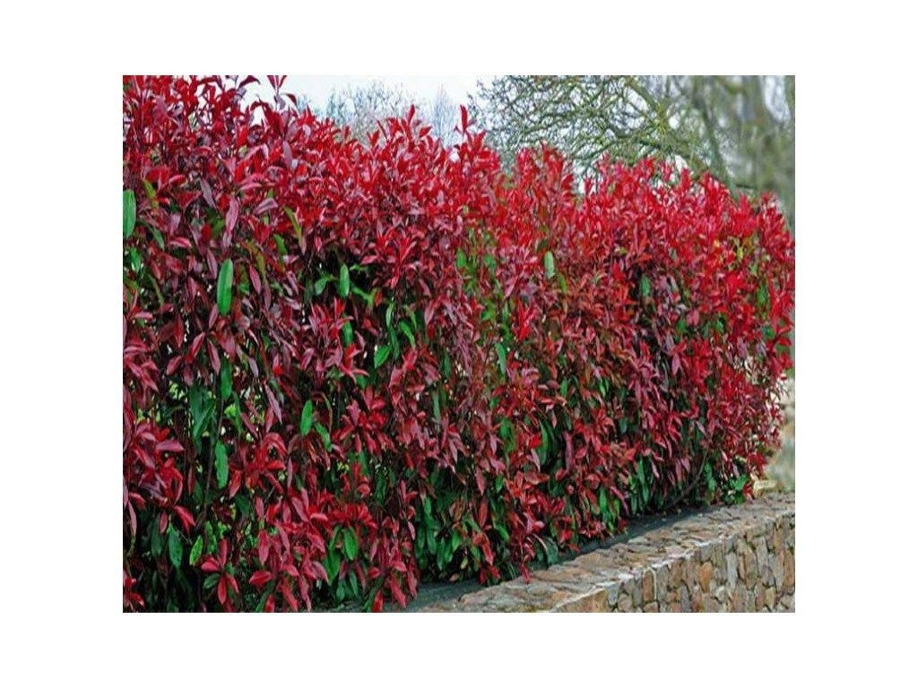 40 Photinia Red Robin Hedging Plants 20-30cm Bushy Evergreen Hedge Shrubs -  Beechwoodtrees