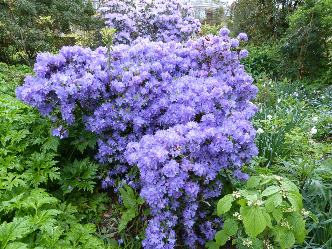 Rhododendron Blue Silver, Bushy, Potted, Outstanding Violet-Blue Flowers,  Evergreen - Beechwoodtrees