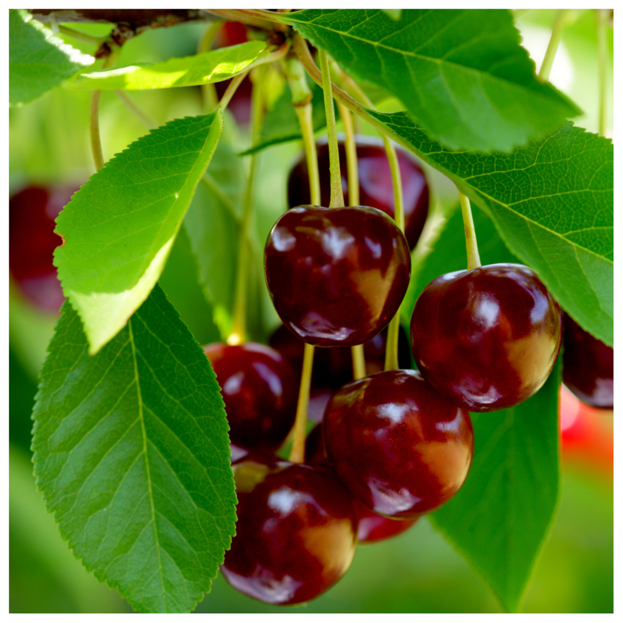 dwarf cherry tree fruit