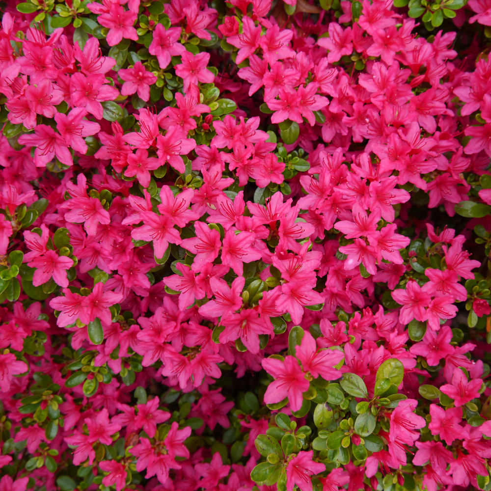 Azalea Rhododendron Anne Frank, Bushy Potted Plant, Blanket Of Rose Pink  Flowers - Beechwoodtrees
