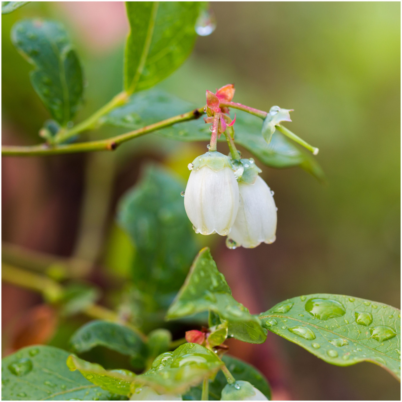 Spartan Blueberry Plant / Vaccinium corymbosum 'Spartan' in 9cm Pot -  Beechwoodtrees