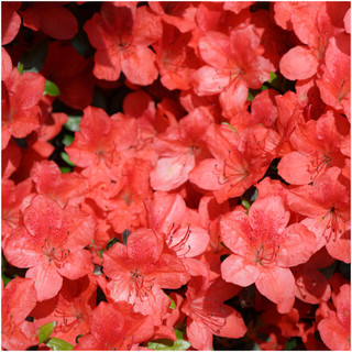 Azalea Rhododendron Orange Beauty Bushy Potted Plant, Orange/ Red Colours
