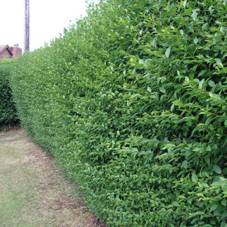 5 Green Privet Plants 2-3ft,Evergreen Hedging,Grow a Quick,Dense Hedge 2L Pots