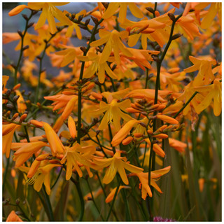 Crocosmia × crocosmiiflora  'George Davison' / montbretia In 2L Pot