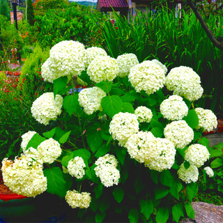 Hydrangea Arborescens 'Annabelle' In 2L Pot, Stunning Large Flower Heads