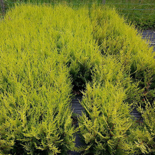 30 Golden Leylandii Evergreen Hedging Plants 40-60cm in 9cm Pots / Cupressocyparis leylandii 'Castlewellan Gold'