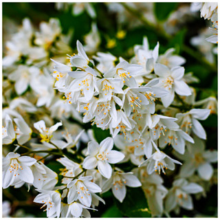 Deutzia Gracilis in a 2L Pot, Stunning White Star-Shaped Flowers