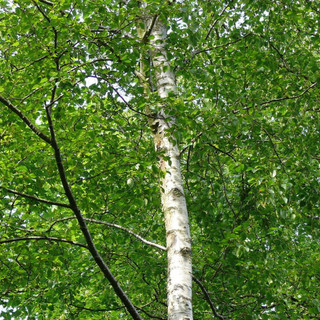 9 Silver Birch 4-5ft Stunning  Mature Specimen Trees, Betula Pendula in a 2L Pot
