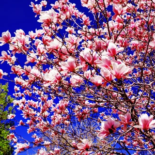 Stunning Magnolia 'Heaven Scent' In 9cm Pot, Goblet shaped Pink Blooms