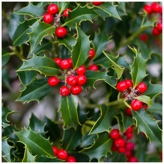 30 Common Holly Hedging Evergreen Plants, Ilex aquifolium 20-25cm in 9cm Pots