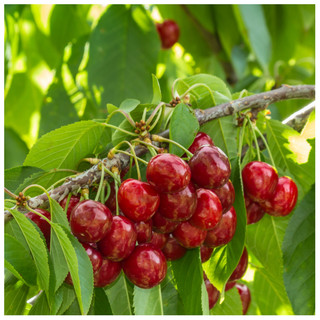 Dwarf Patio Stella Cherry Tree, In a 5L Pot, Miniature & Self-Fertile