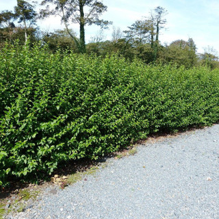 15 Green Privet Hedging Plants Ligustrum Hedge 30-50cm,Dense Evergreen,Big Pots