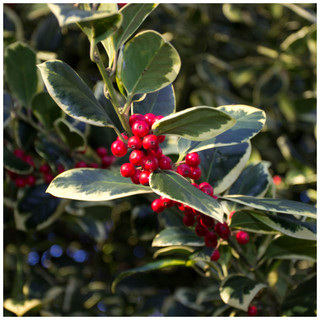 1 'Golden King' Holly Plant /Ilex aquifolium 20-30cm in 2L Pot Excellent Hedging