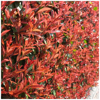 5 Photinia Red Robin Hedging Plants 25-30cm Bushy Evergreen Hedge Shrubs