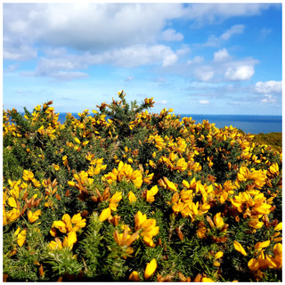 25 Gorse Hedging Bush,Prickly Furze Plants,Fragrant Yellow Whin Evergreen Hedge