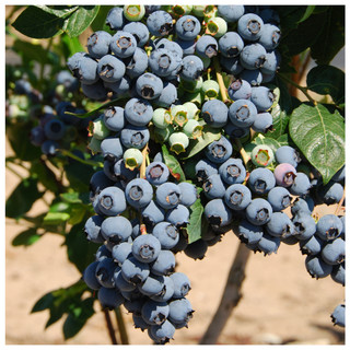 1 Blueberry 'Herbert' Plant /  Fruit Bush In 9cm Pot, Very Tasty Edible Berries