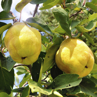 Quince Tree 'Champion' 4-5ft Tall 6L Pot Ready to Fruit.Make Tasty Pies & Jelly