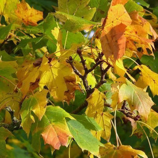 25 Norway Maple Trees, 40-60cm Acer platanoides Hedging,Stunning Autumn Colours