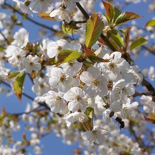 Prunus Avium 'Plena' 4-5ft Stunning White Double Blossom, Wild Ornamental Cherry